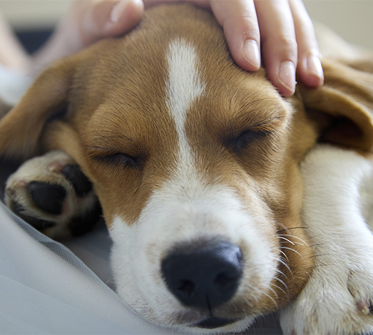 Enfermedades parasitarias en mascotas: prenveción y tratamiento