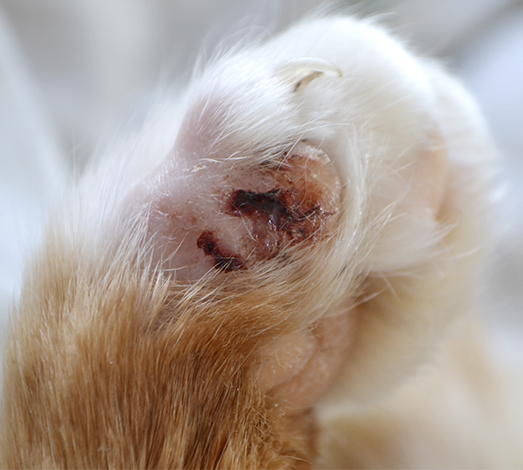 Prevención y tratamiento de heridas en patas de mascotas: cuidados y atención necesarios