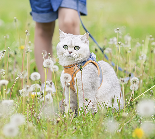 Desparasitación en mascotas durante la temporada de primavera: importancia y cómo relizarla